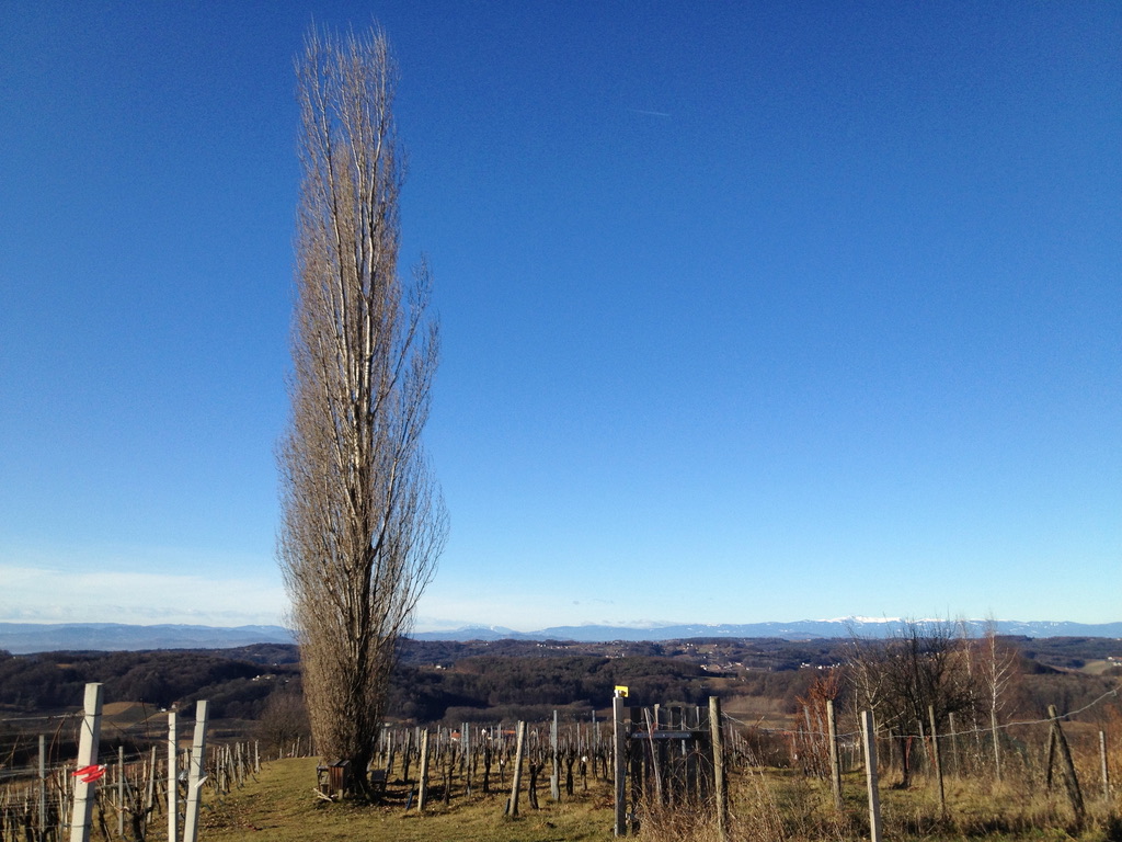 Der Baum im Weinberg