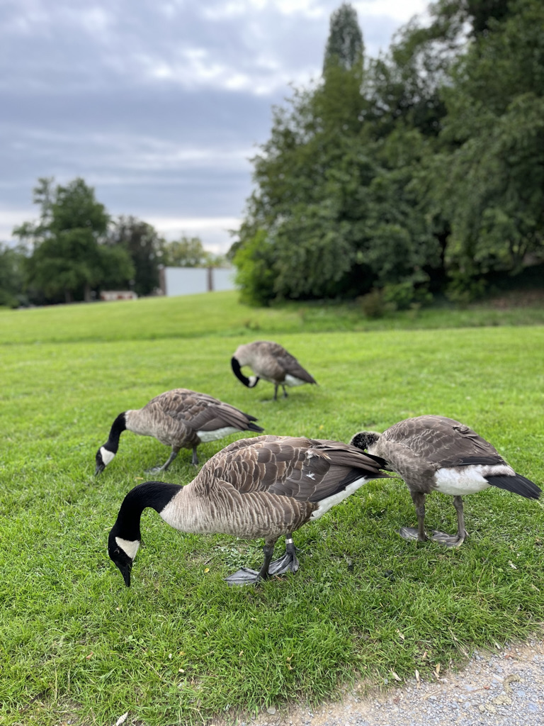 Rationalität, Kreativität & Gefühle