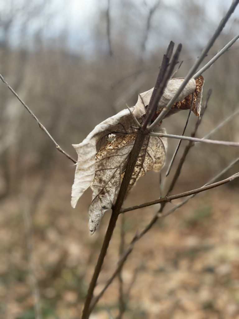 Ökonomie des Sterbens