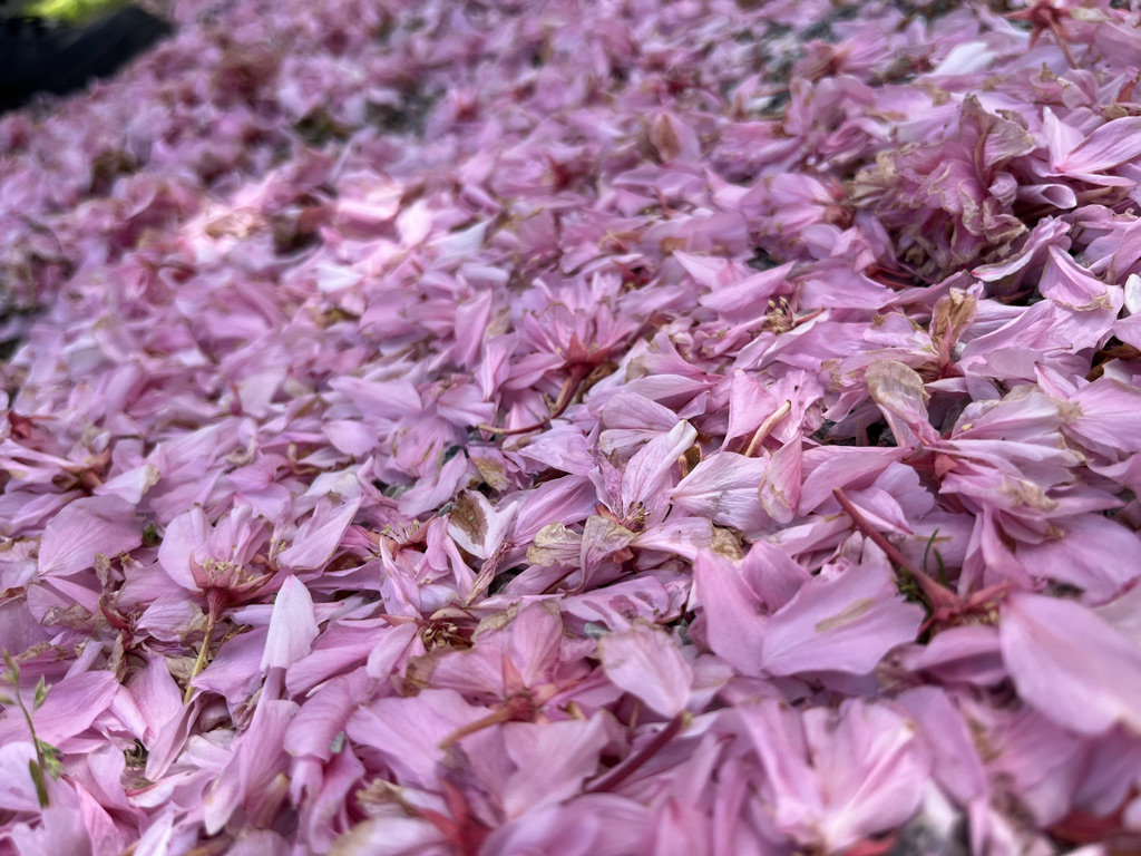 Der feine, doch wesentliche Unterschied zwischen „Ich mag Dich“ und „Ich liebe Dich“