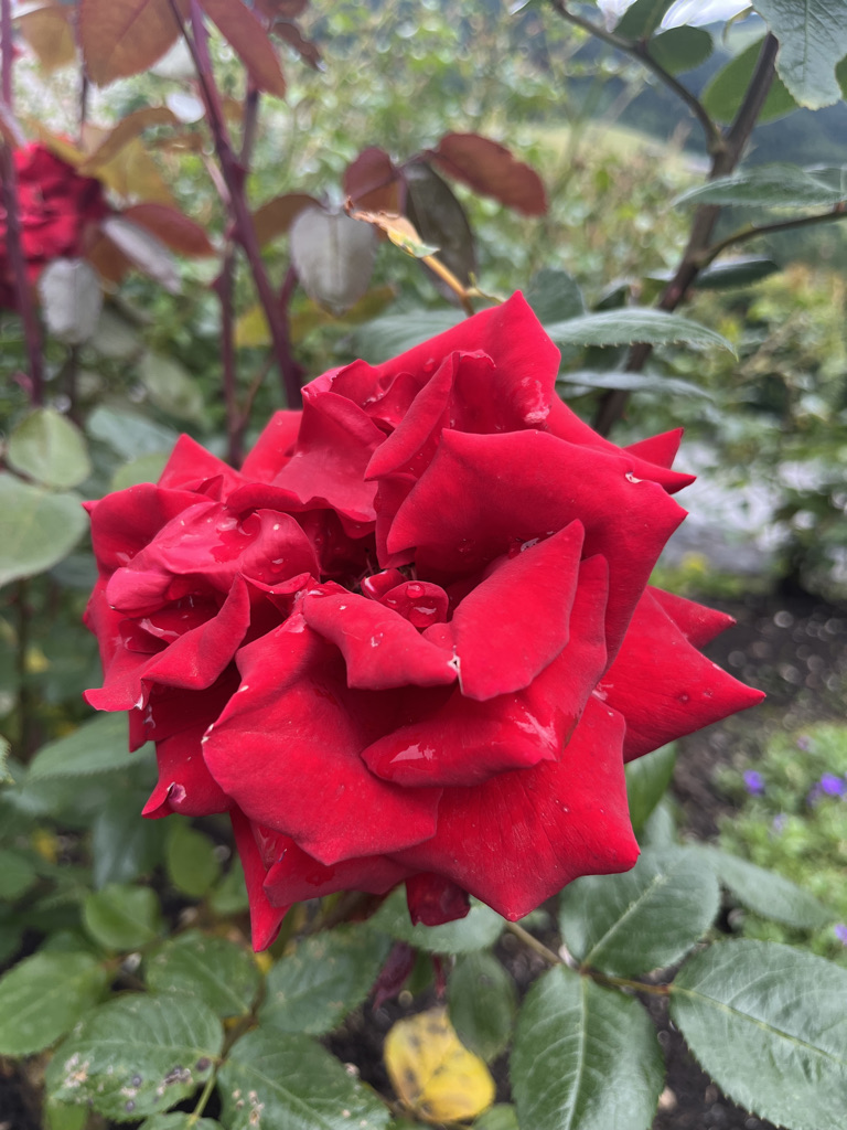 Wo die Liebe, da ein gesunder Weg