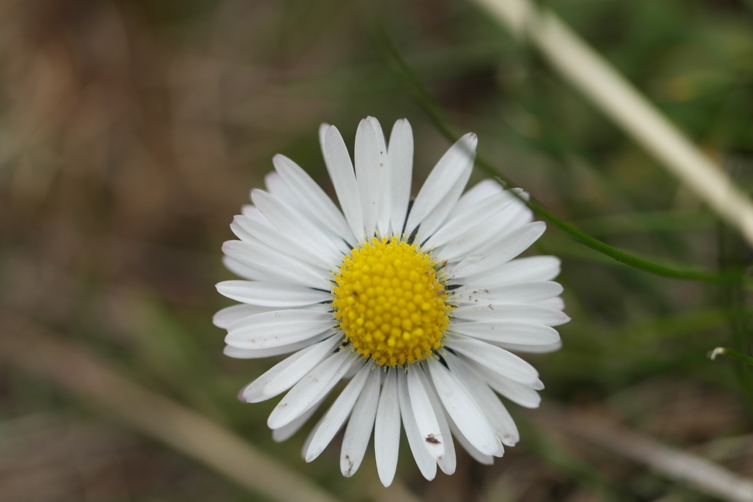 Wie wirkt Bindungsangst